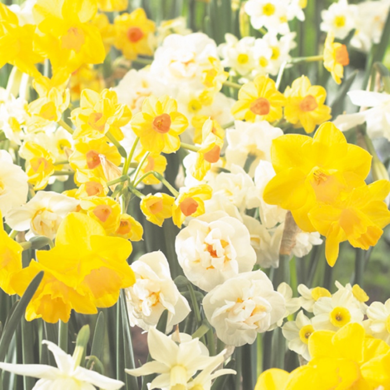 Narcisy - Narcis Fragrant Mix 5ks