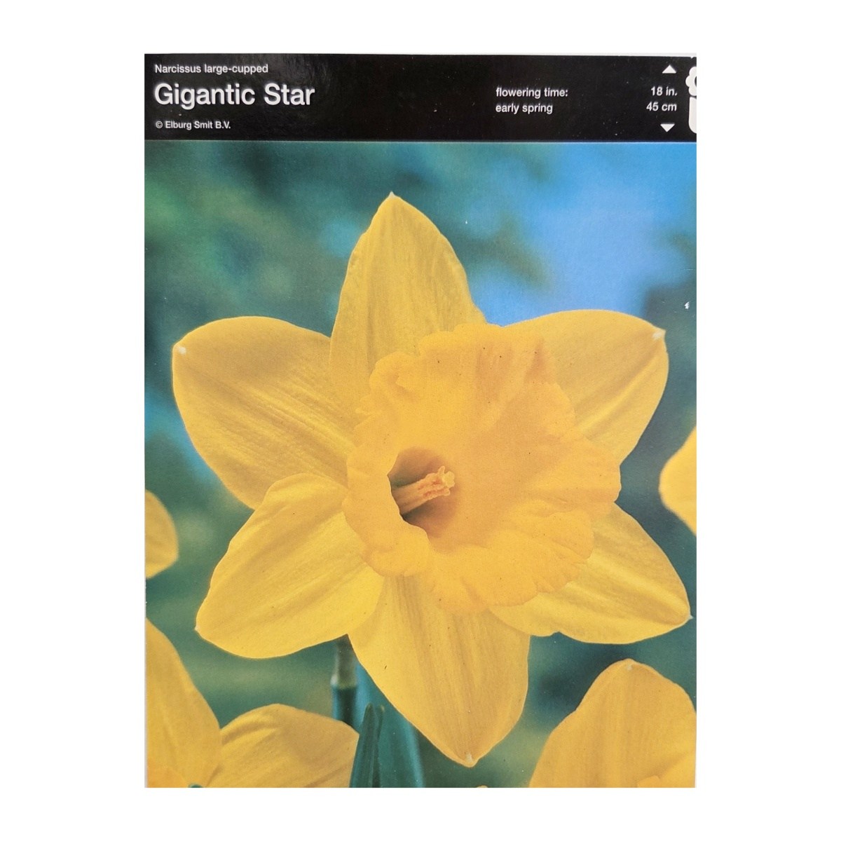 Narcisy - Narcis Gigantic Star 5ks