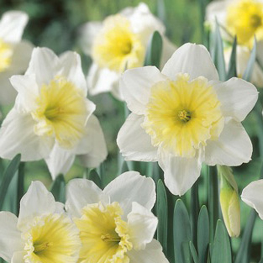 Narcisy - Narcis Ice Follies 25ks