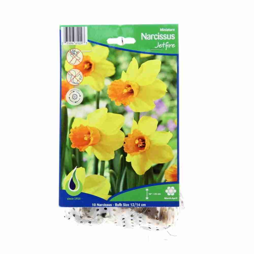 Narcisy - Narcis Jetfire 10ks