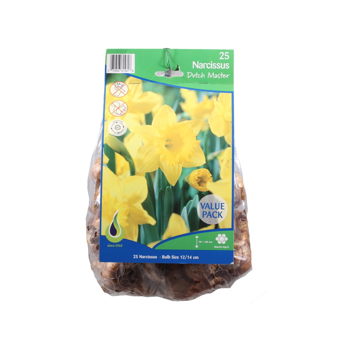 Narcisy - Narcis Jumbo Dutch Master 25ks