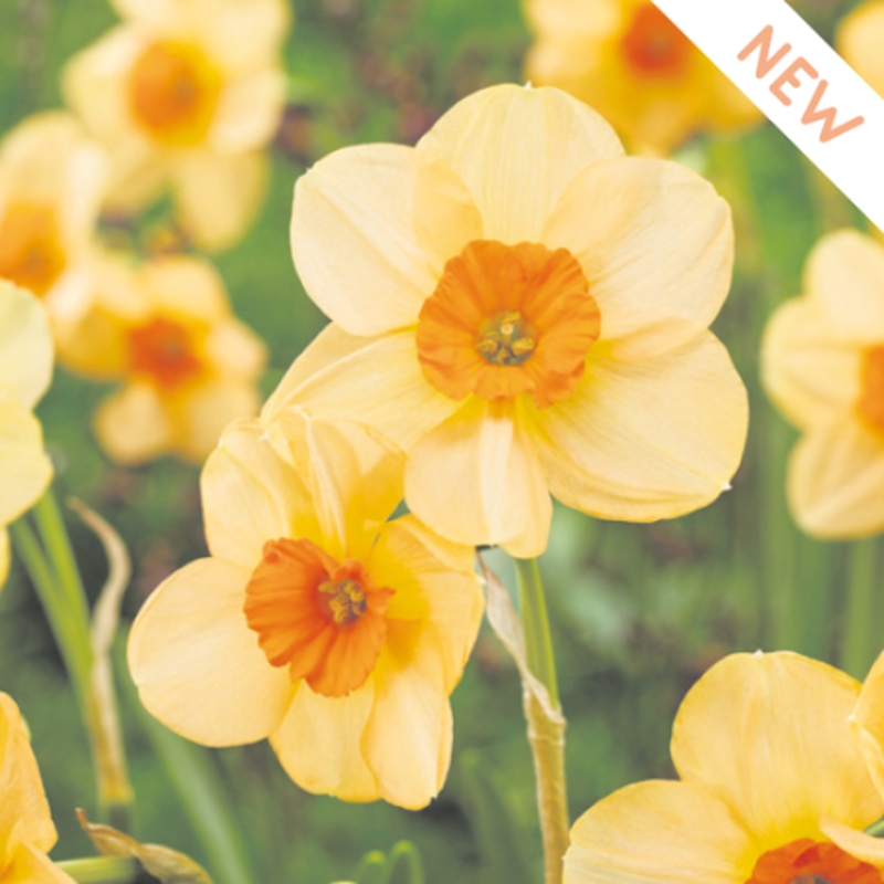 Narcisy - Narcis Kedron 5ks