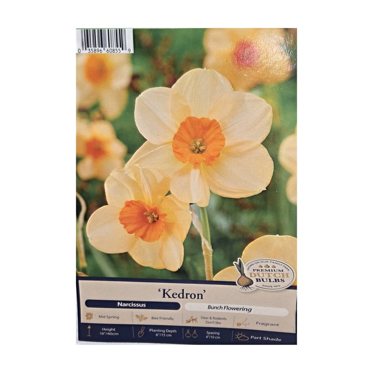 Narcisy - Narcis Kedron 5ks
