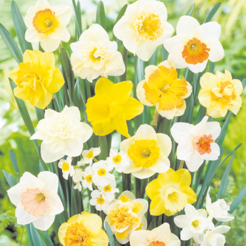 Narcisy - Narcis Large Flowering Mix 5ks
