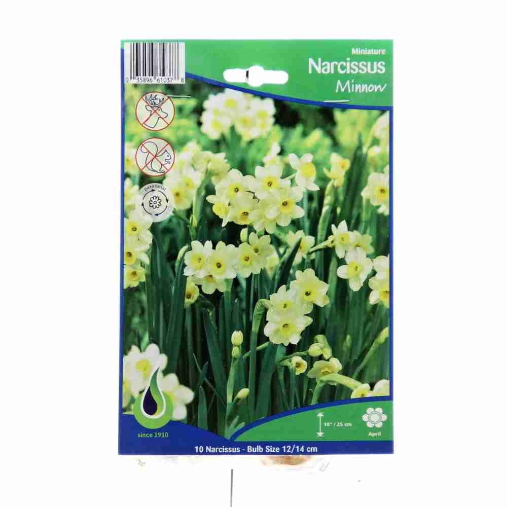 Rostliny - Narcis Minnow 10ks