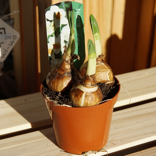 Rychlené cibuloviny - Narcis mix 9cm