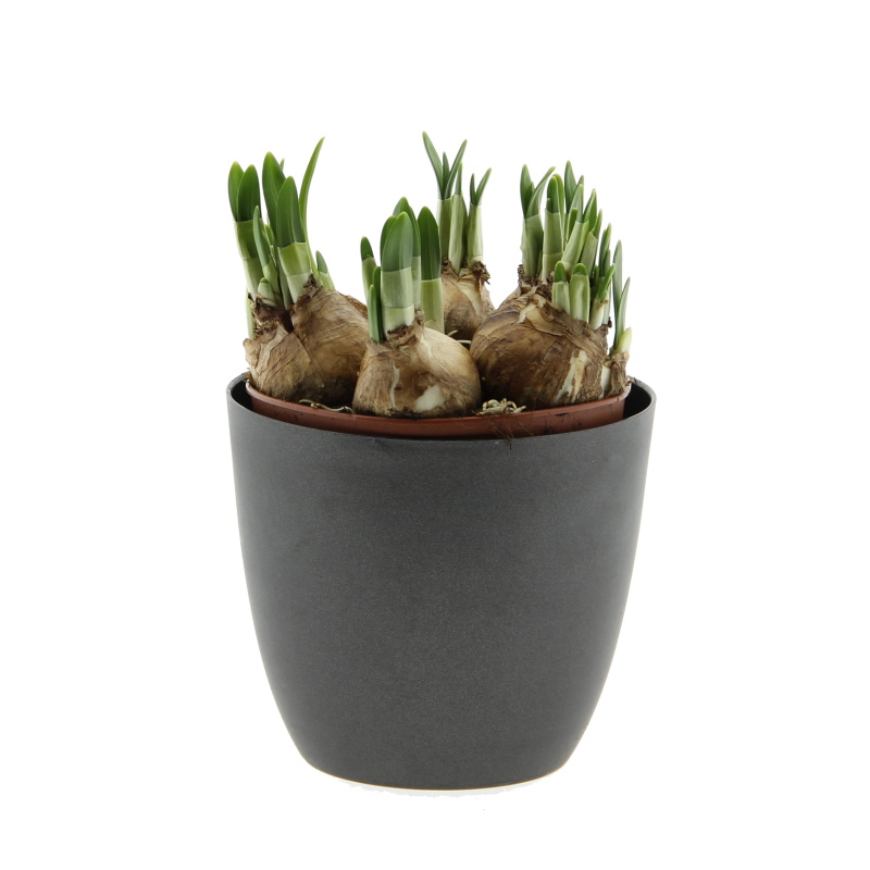 Rychlené cibuloviny - Narcis mix květináč 12cm