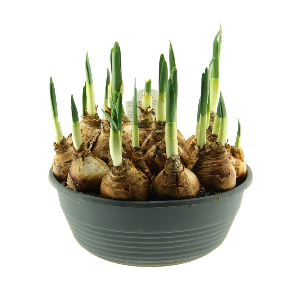 Rychlené cibuloviny - Narcis mix miska 29cm