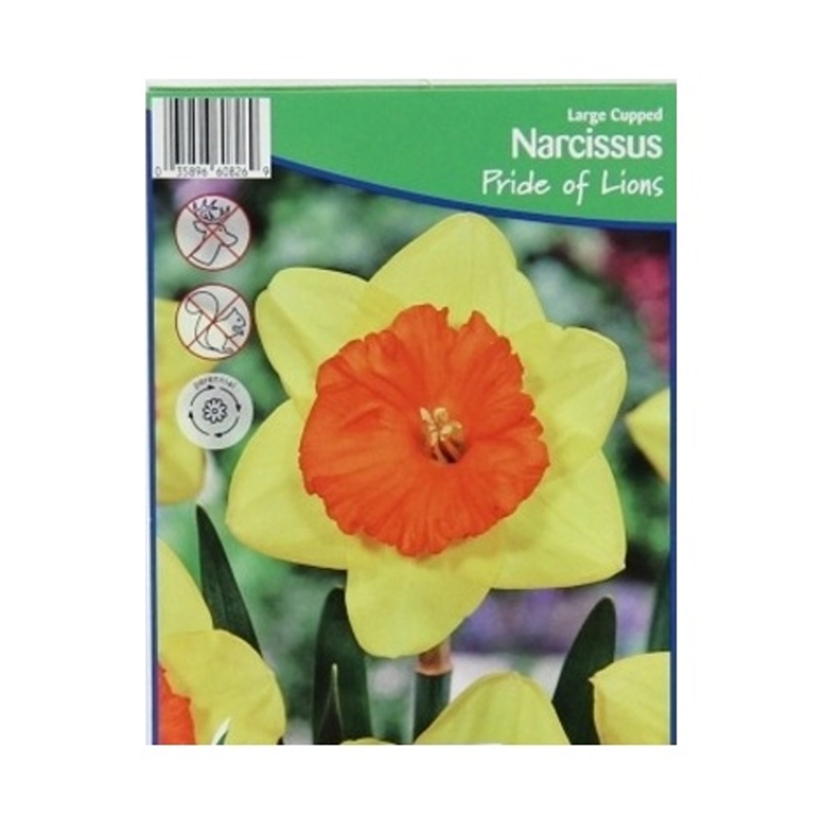 Cibuloviny - Narcis Pride of Lions 5ks