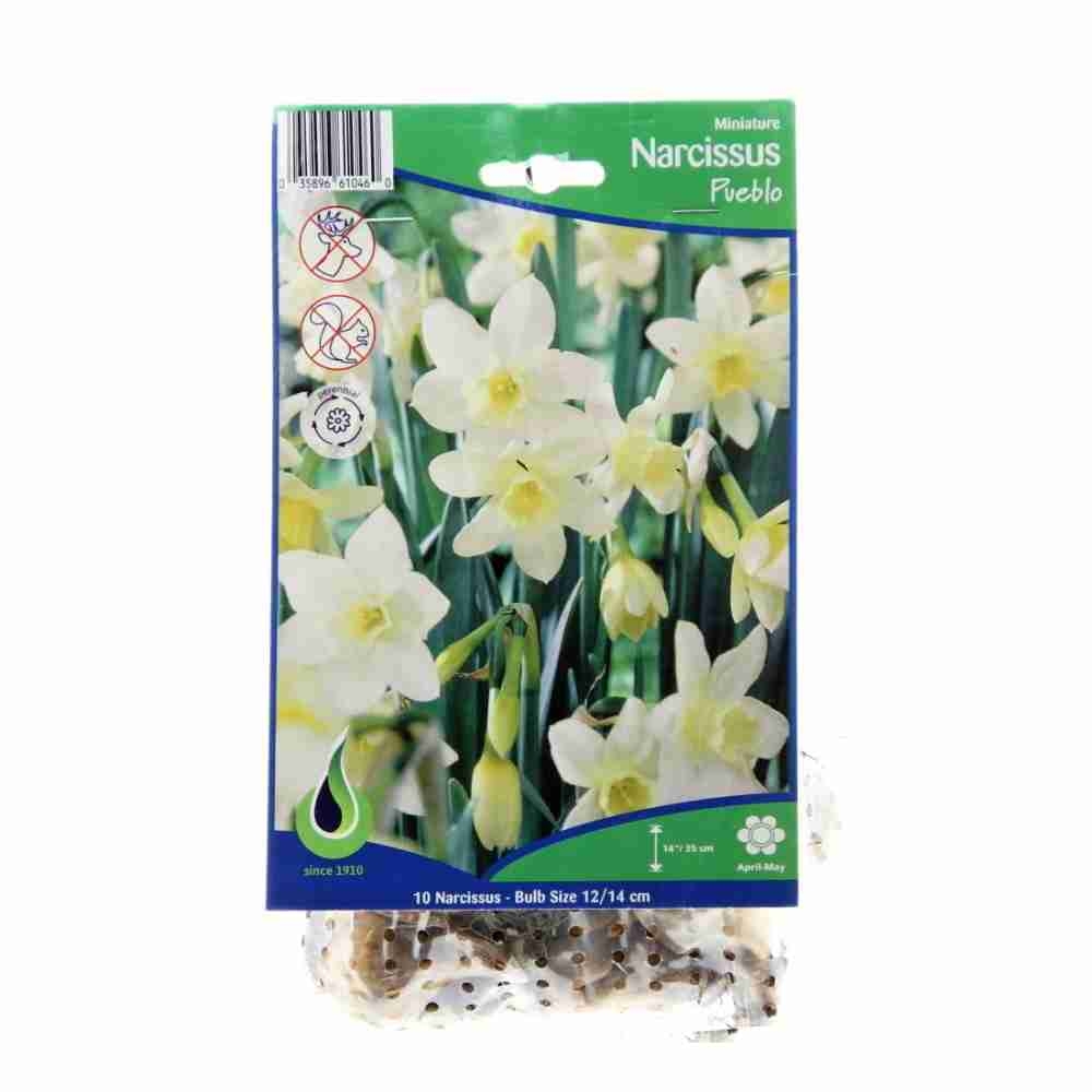 Narcisy - Narcis Pueblo 10ks