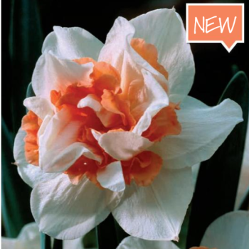Cibuloviny - Narcis Replete 5ks