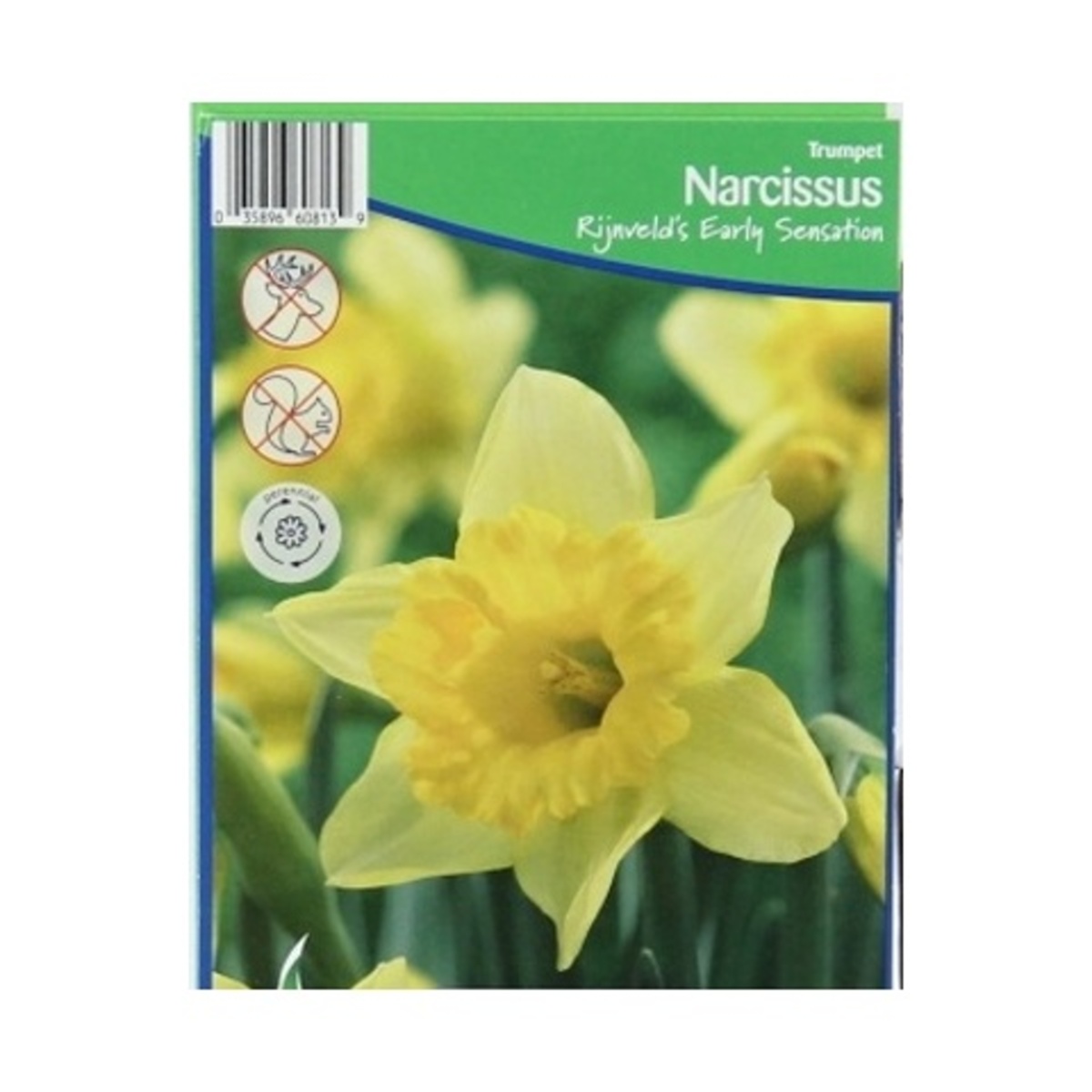 Cibuloviny - Narcis Rijnvelds Early Sensation 5ks
