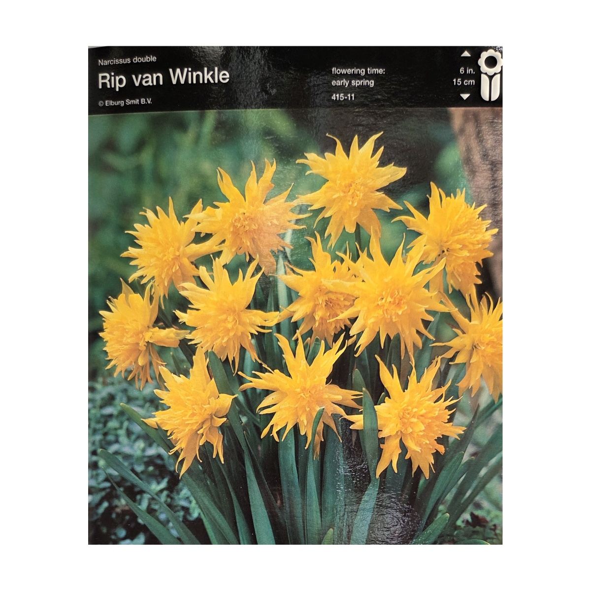 Narcisy - Narcis Rip van Winkle 5ks