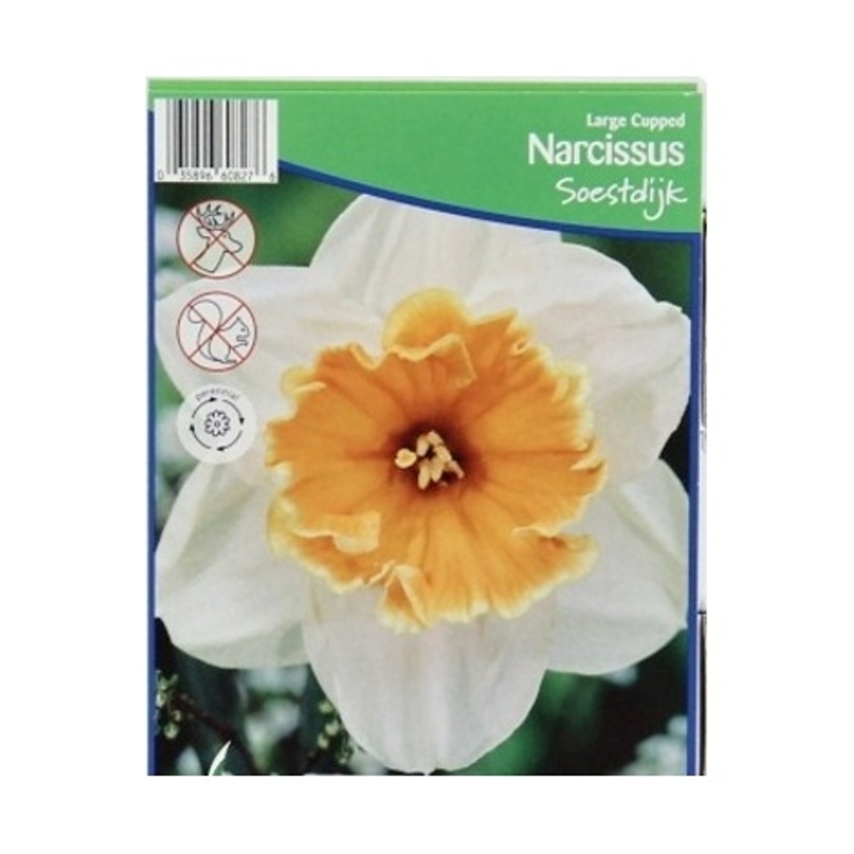 Cibuloviny - Narcis Soestdijk 5ks