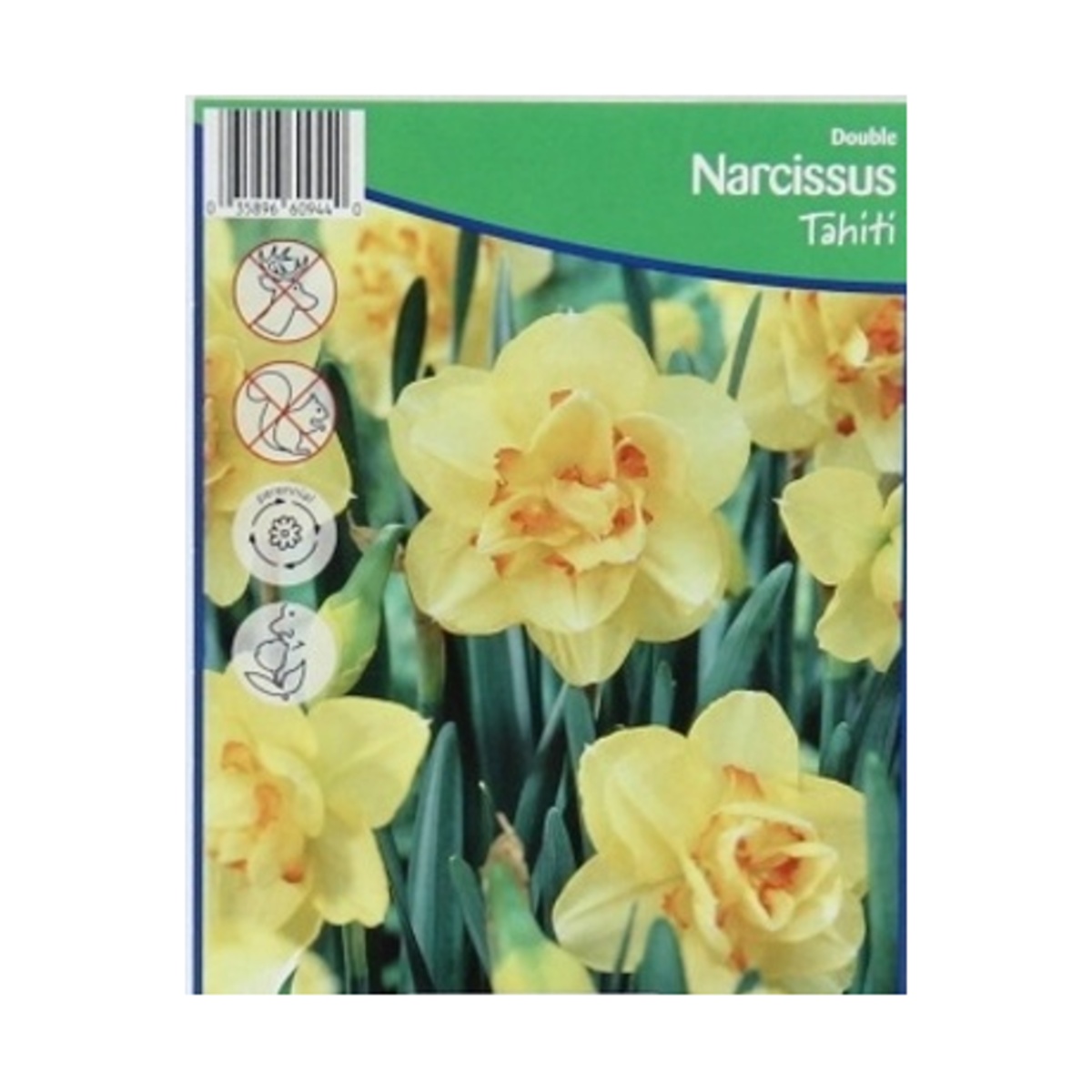 Cibuloviny - Narcis Tahiti 5ks