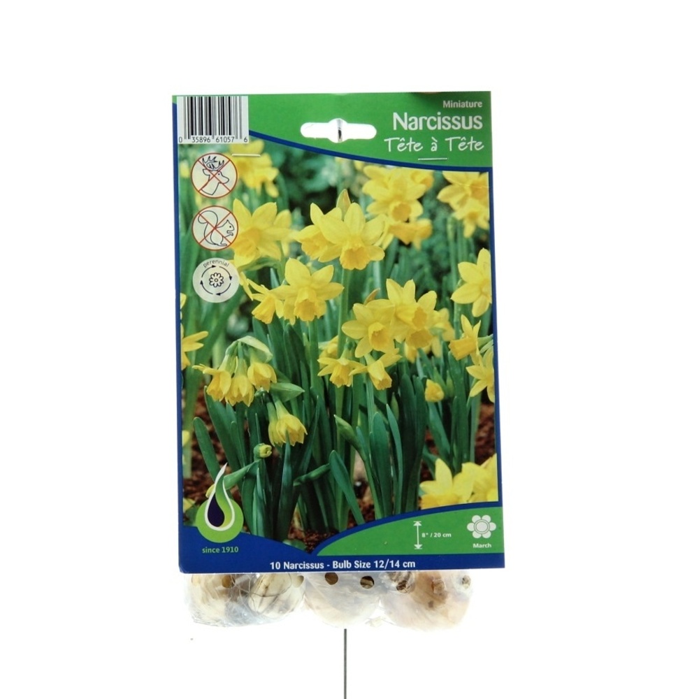 Narcisy - Narcis Tete a Tete 10ks