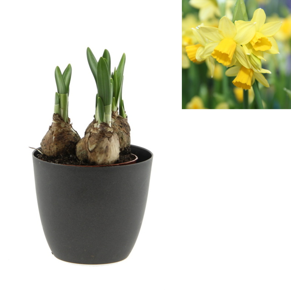 Rychlené cibuloviny - Narcis Tete a Tete 9cm