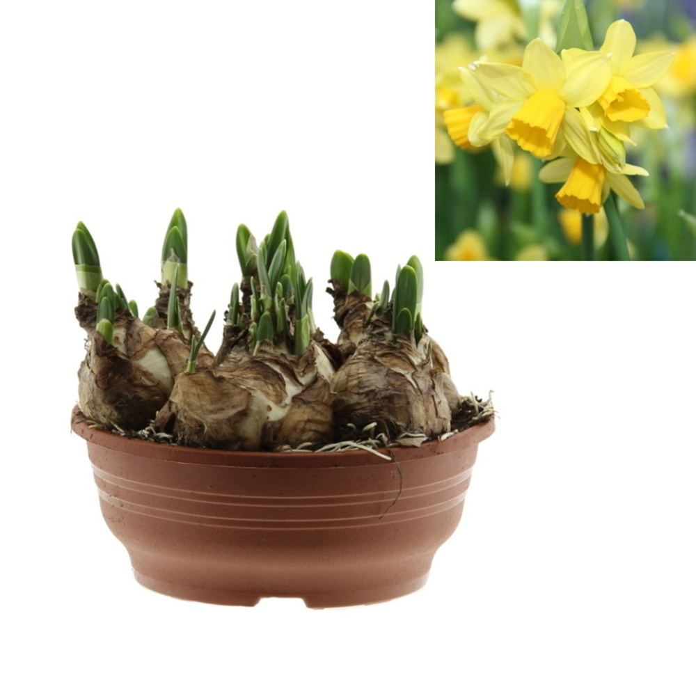 Rychlené cibuloviny - Narcis Tete a Tete miska 16cm
