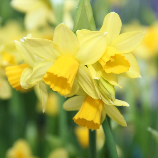 Narcis Tete a Tete miska 16cm-0