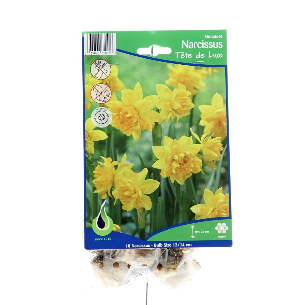Rostliny - Narcis Tete de Luxe 10ks