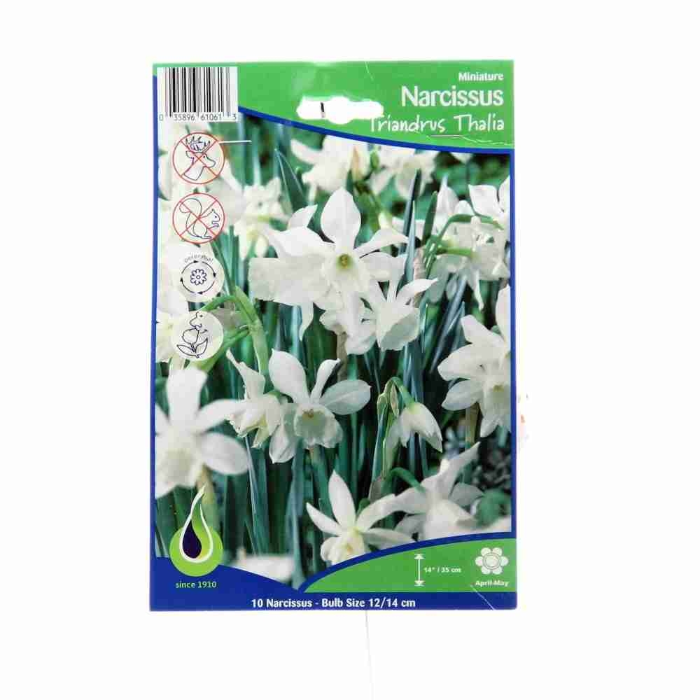 Rostliny - Narcis Triandus Thalia 10ks