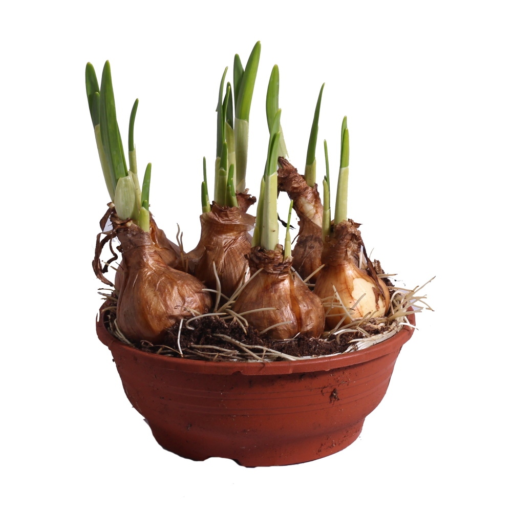 Rychlené cibuloviny - Narcis velkokvětý Mix miska 16cm