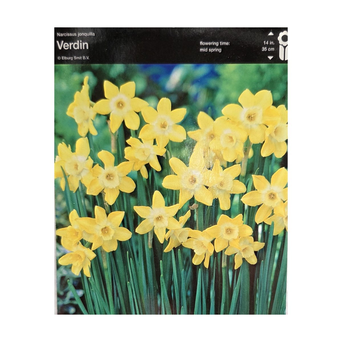 Narcisy - Narcis Verdin 5ks
