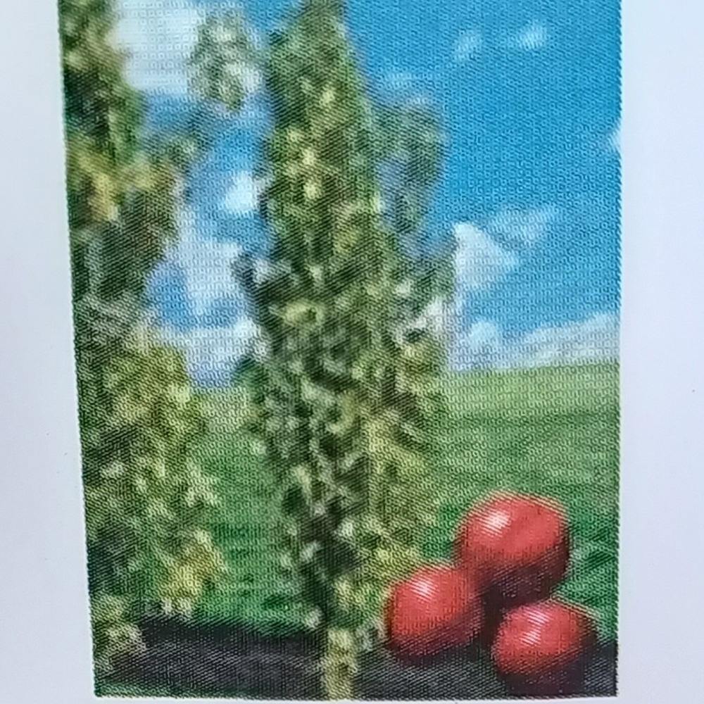 Rostliny - Nektarinka 'Alice Col', květináč 6,3 litru, sloupová