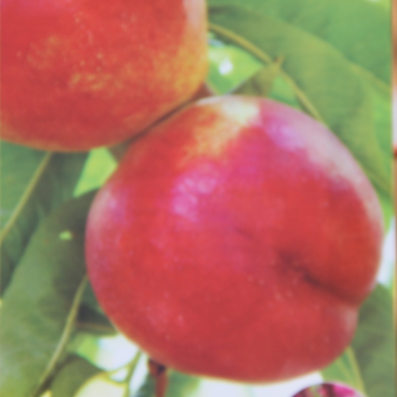 Balkonové ovocné stromky - Nektarinka 'Fantasia' květináč 5 litrů, sloupová, SAMOSPRAŠNÁ