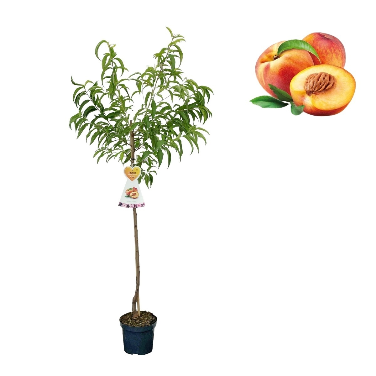 Nektarinky - Nektarinka Flavortop kmínek 100cm, květináč 7,5 litru