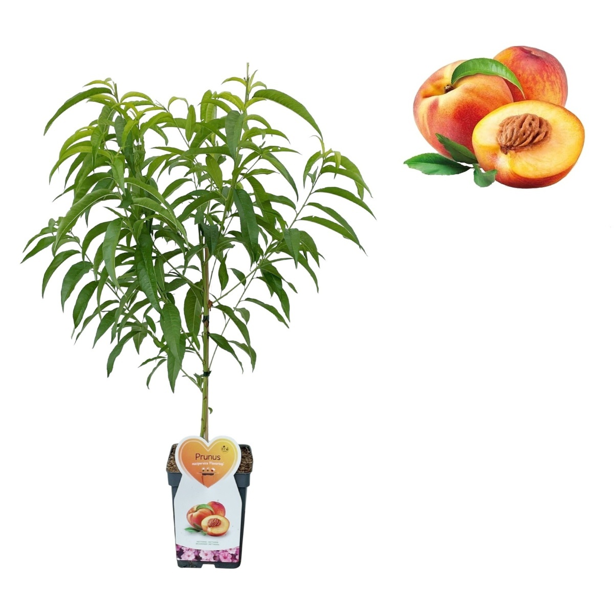 Rostliny - Nektarinka Flavortop květináč 5 litrů, zákrsek, SAMOSPRAŠNÁ