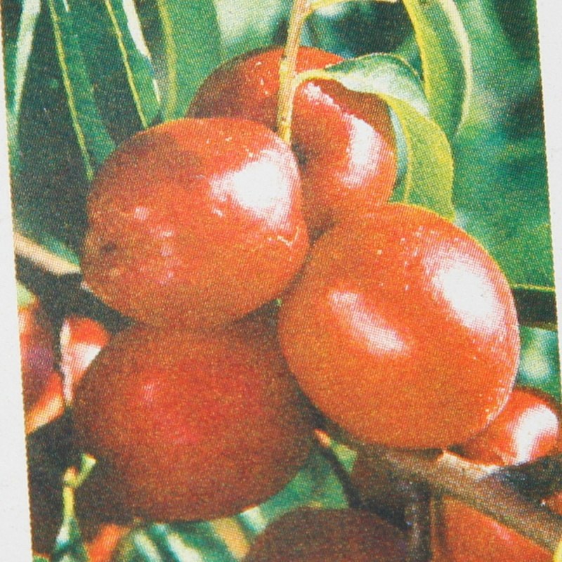 Rostliny - Nektarinka Flavortop květináč 7,5 litru, čtvrtkmen, SAMOSPRAŠNÁ