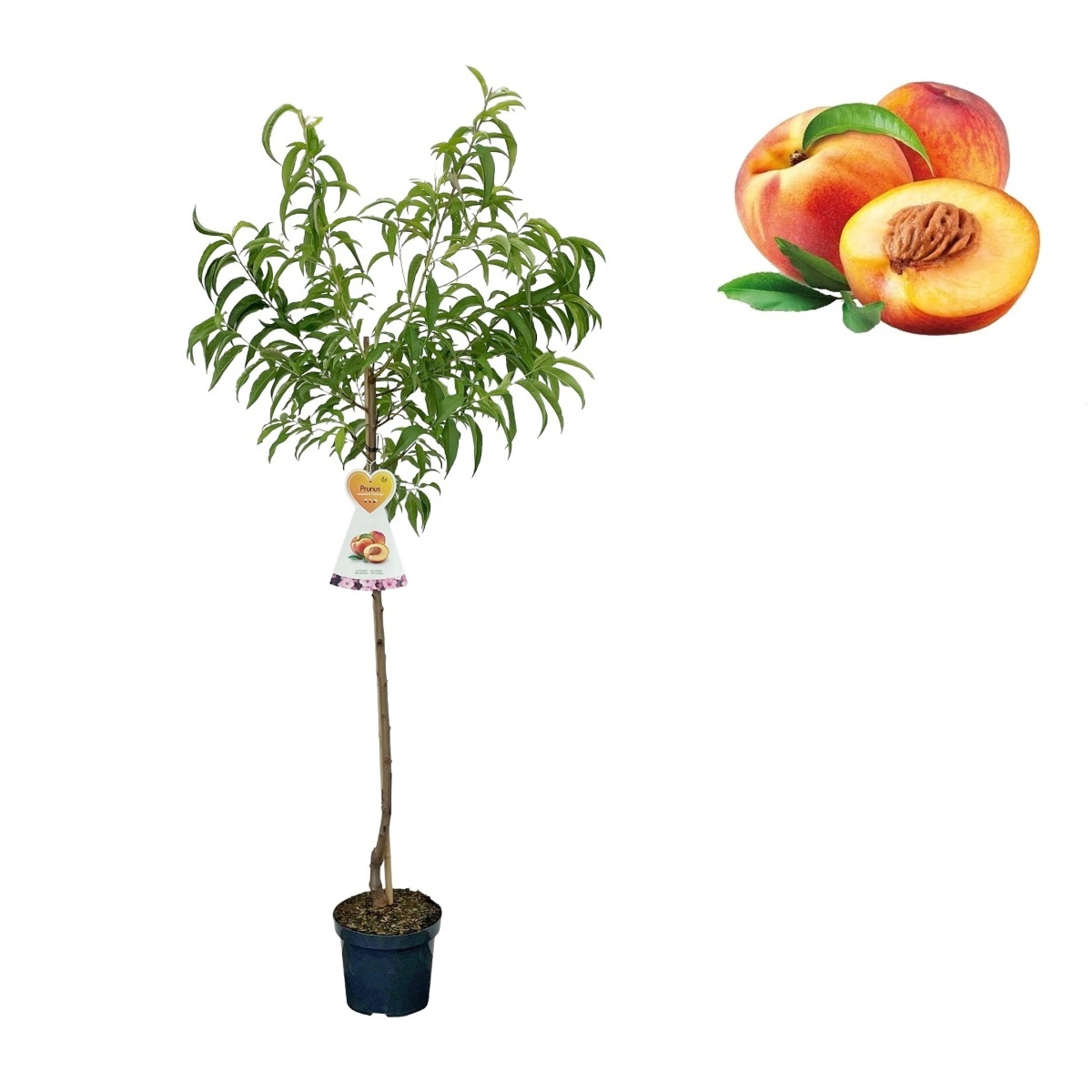 Rostliny - Nektarinka Flavortop květináč 7,5 litru, výška 150/175cm, stromek, SAMOSPRAŠNÁ