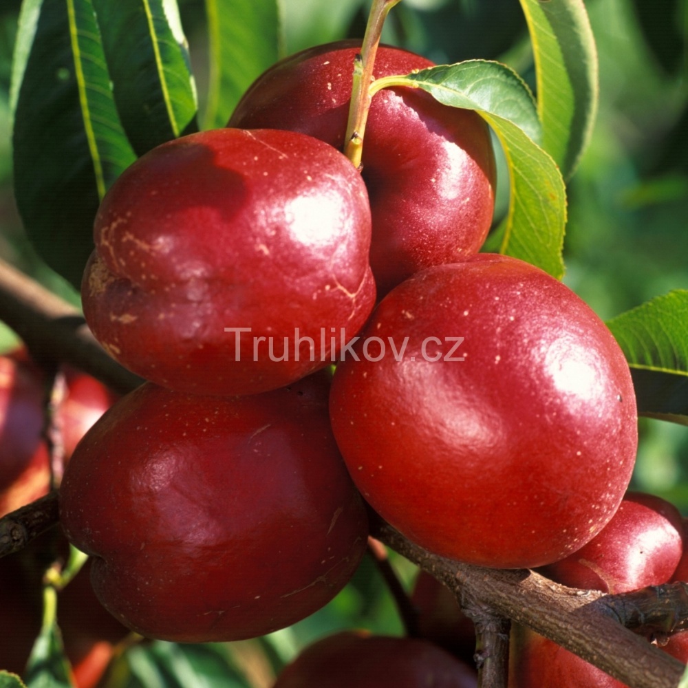 Nektarinky - Nektarinka 'Flavortop' prostokořenné, zákrsek, SAMOSPRAŠNÁ