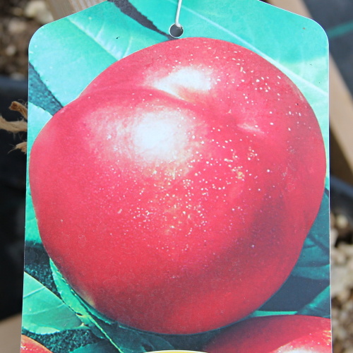 Nektarinky - Nektarinka 'Independence' květináč 9 litrů, polokmen, SAMOSPRAŠNÁ