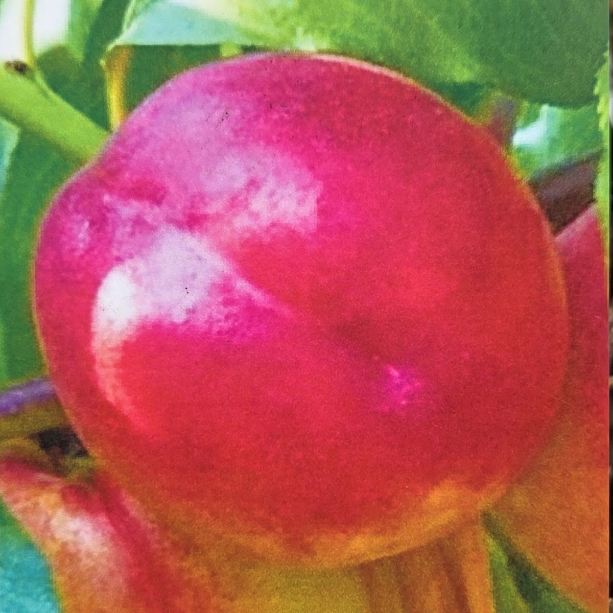 Nektarinky - Nektarinka Madame Blanchet kmínek 120cm, květináč 18 litrů