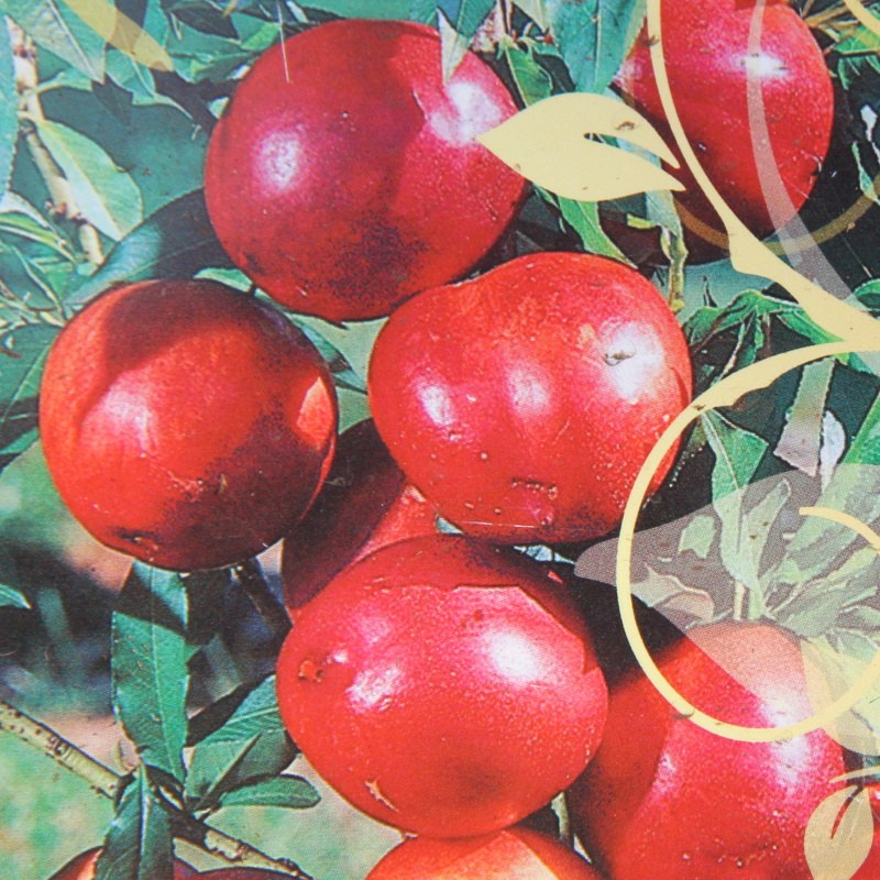 Balkonové ovocné stromky - Nektarinka 'Nectarella' květináč 10 litrů, kmínek 30cm, zákrsek, SAMOSPRAŠNÁ