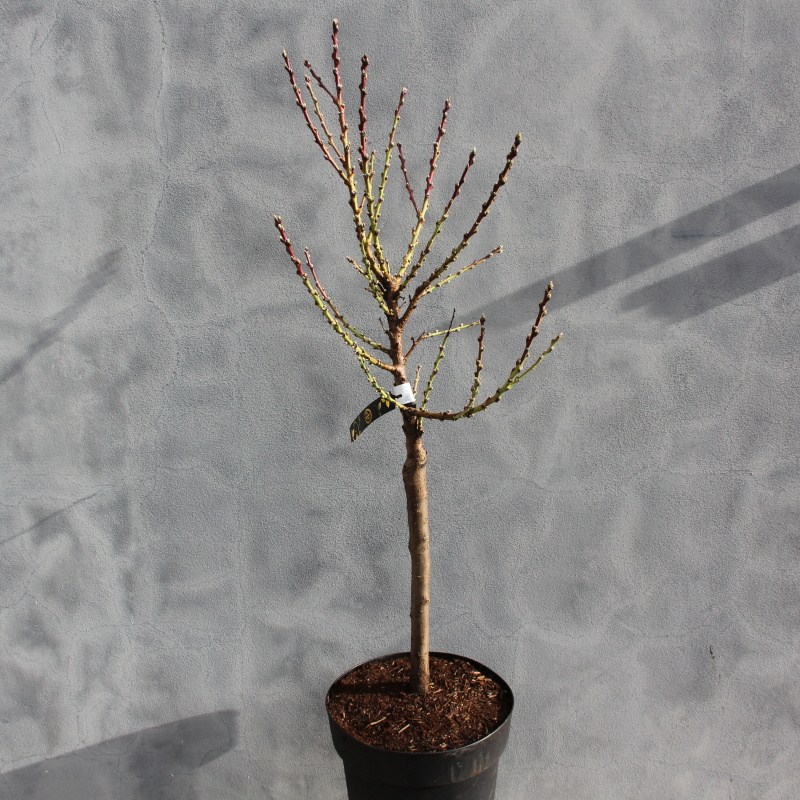 Nektarinka 'Nectarella' květináč 10 litrů, kmínek 30cm, zákrsek, SAMOSPRAŠNÁ-0