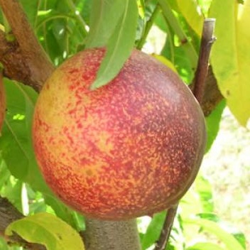 Nektarinky - Nektarinka 'Snow Queen' květináč 10 litrů, polokmen, SAMOSPRAŠNÁ