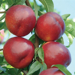 Nektarinky - Nektarinka 'Venus' prostokořenné, zákrsek, SAMOSPRAŠNÁ