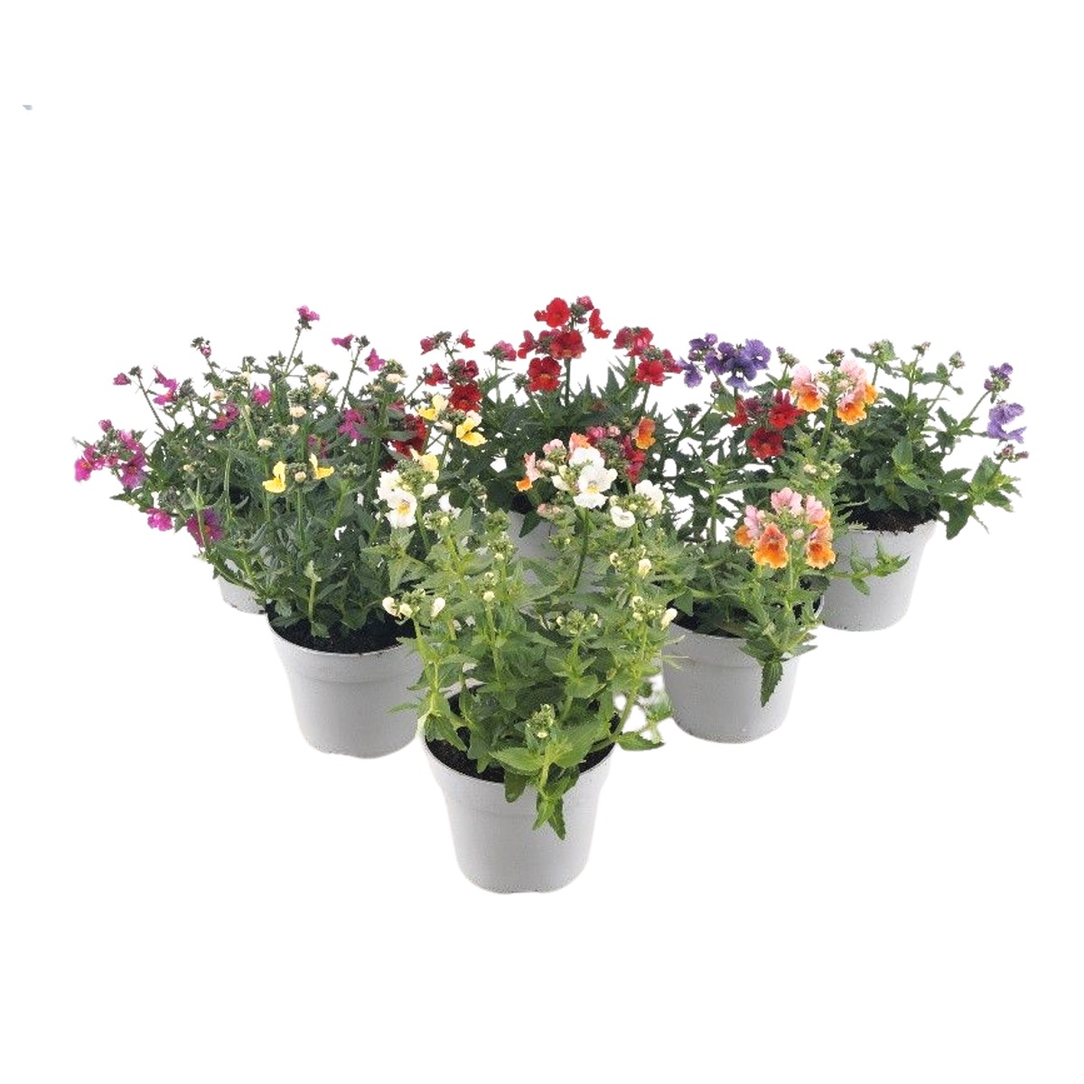 Vzpřímené balkonové květiny - Nemesie, hledíkovka mix, květináč 11cm