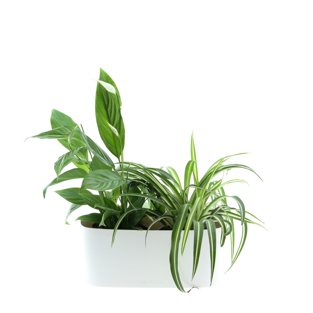 Osázené truhlíky s pokojovými rostlinami - Nenáročná klasika truhlík Lechuza 30cm