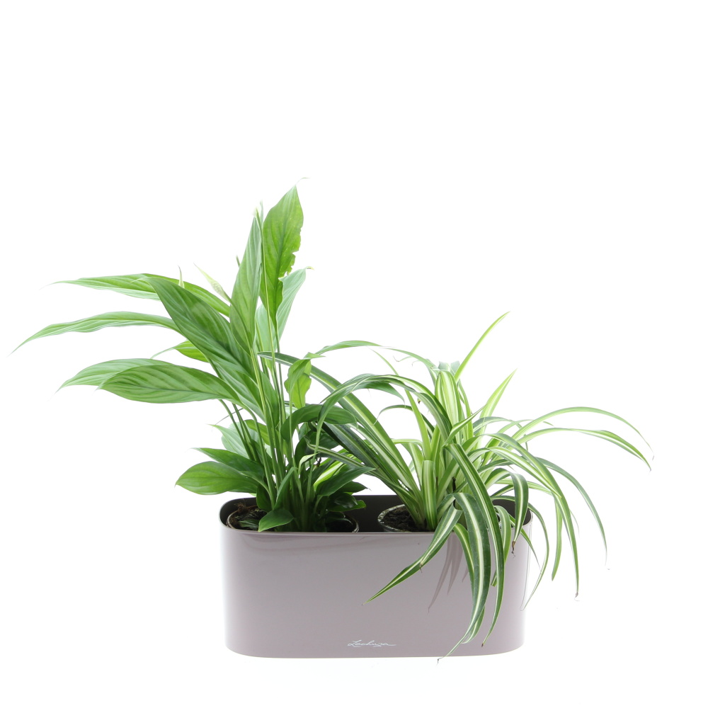 Nenáročná klasika truhlík Lechuza 30cm-0