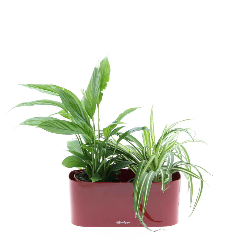 Nenáročná klasika truhlík Lechuza 30cm-1