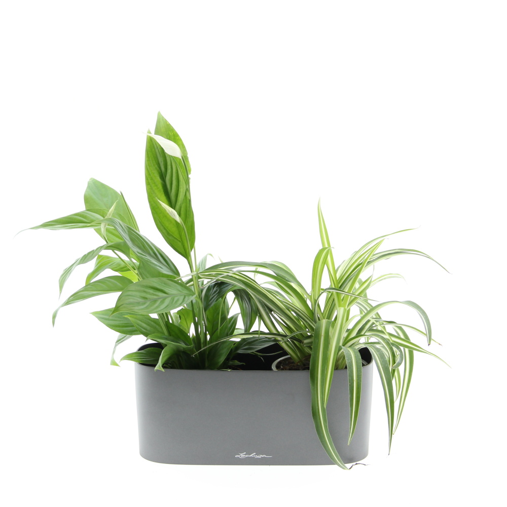 Nenáročná klasika truhlík Lechuza 30cm-2