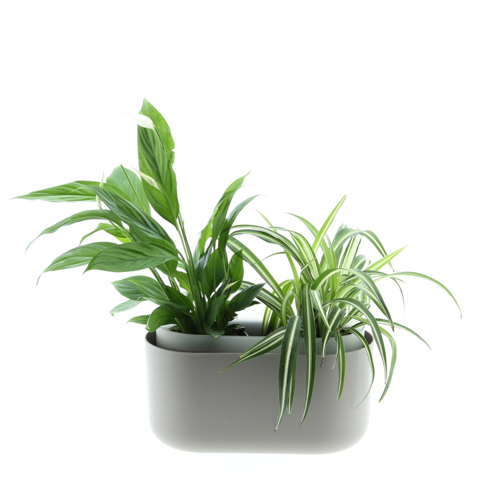 Osázené truhlíky s pokojovými rostlinami - Nenáročná klasika truhlík Tolita 31cm