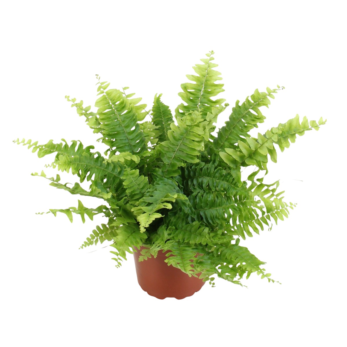 Okrasné pokojové rostliny - Nephrolepis exaltata P17