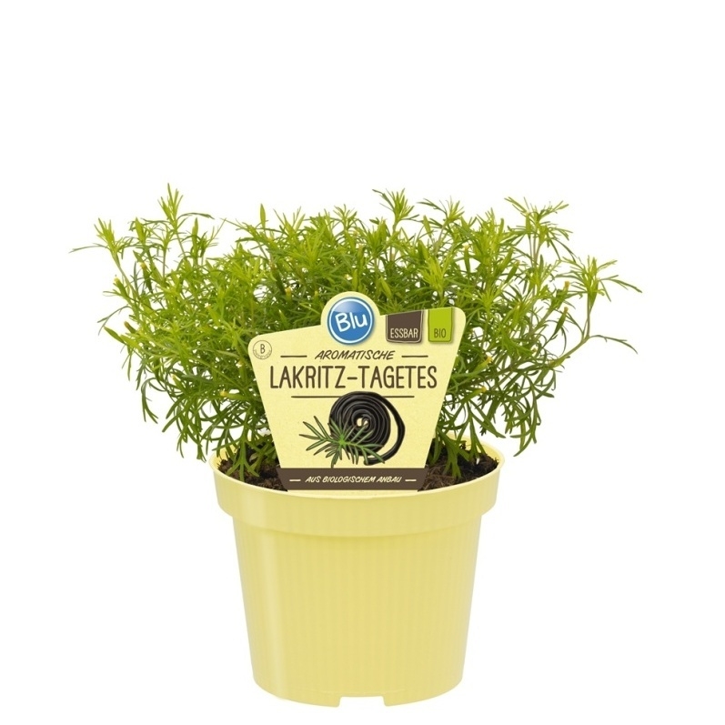 Bylinky - Nepravá lékořice BIO květináč 12cm