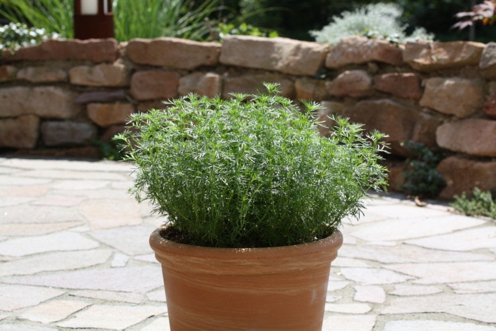 Nepravá lékořice BIO květináč 12cm-0