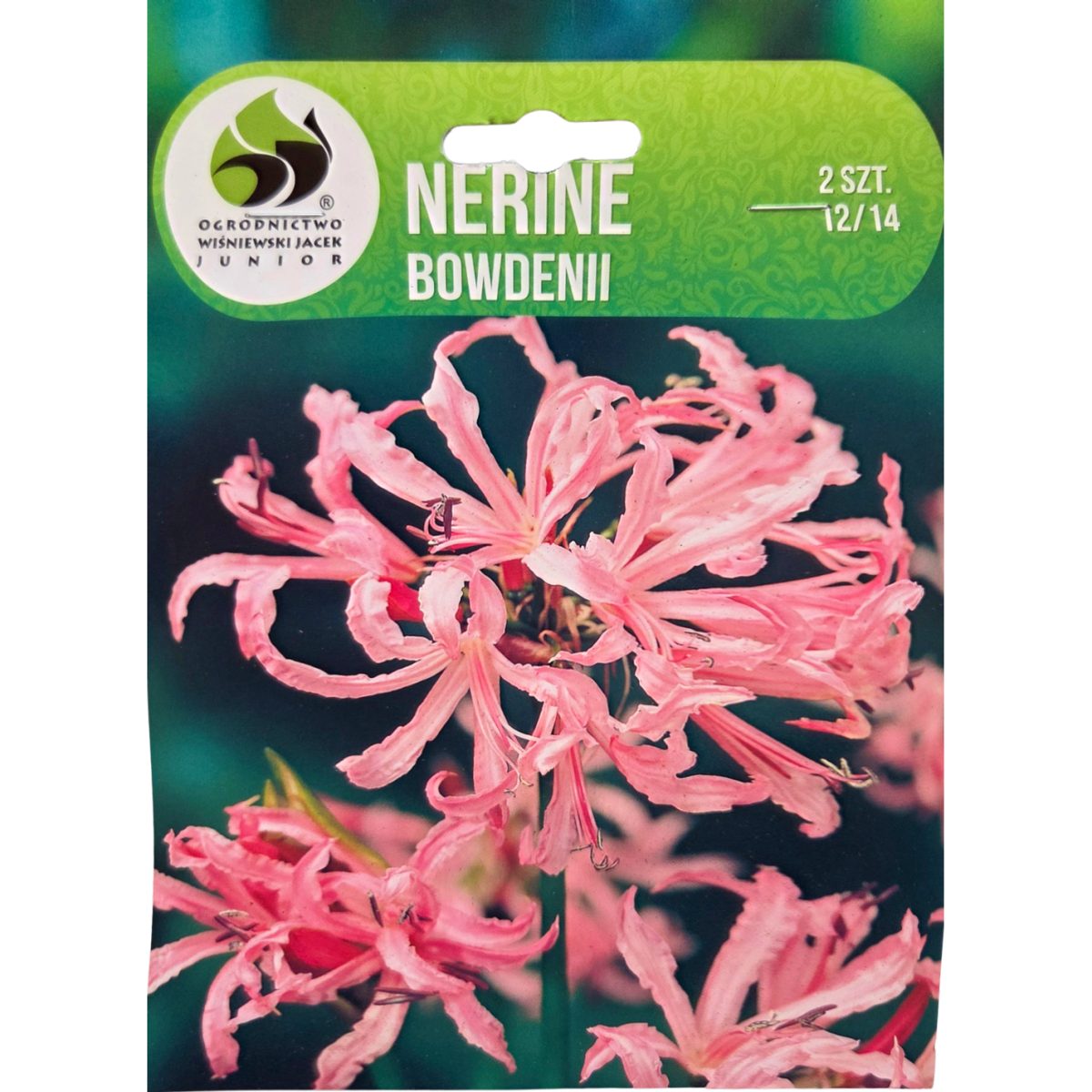 Ostatní jarní cibuloviny - Nerine 2ks